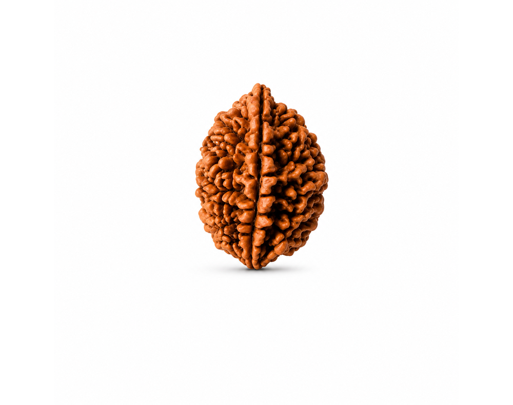 1 Mukhi Rudraksha ( Indonesian Origin)
